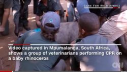 Baby Rhino saved with CPR